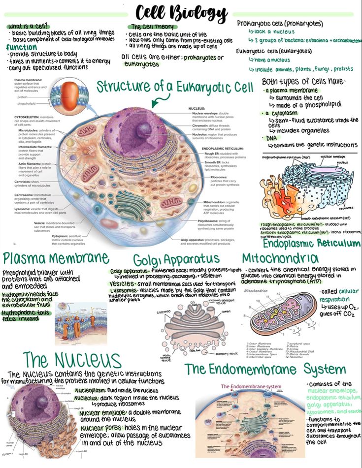 the cell diagram is shown in green and white, with information about its functions on it