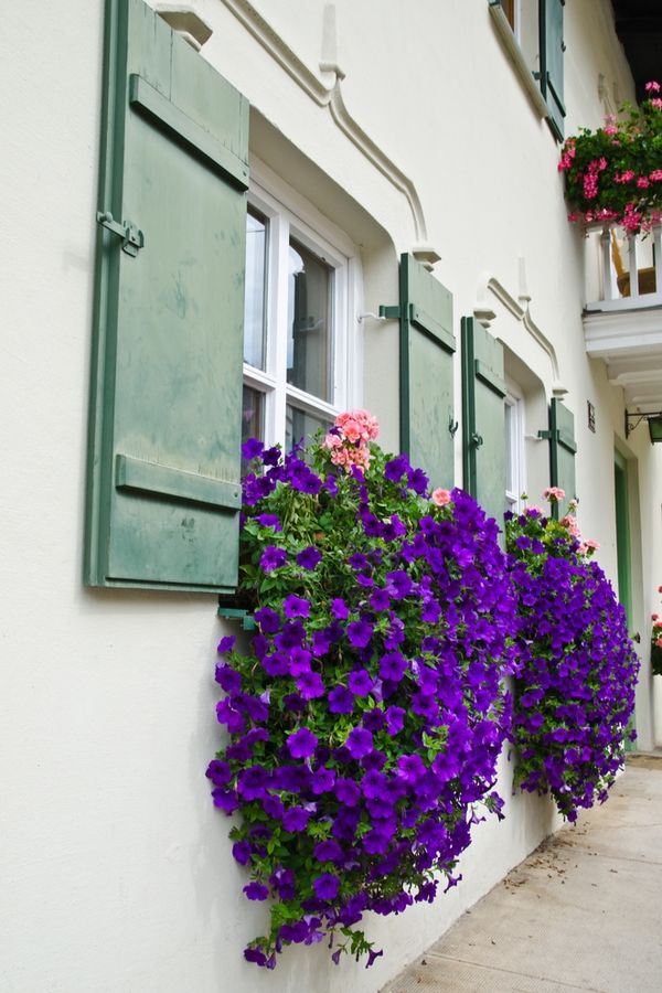 some purple flowers are hanging from the side of a white building with green shutters