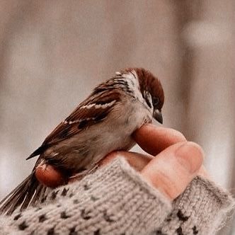 a person holding a small bird in their hand