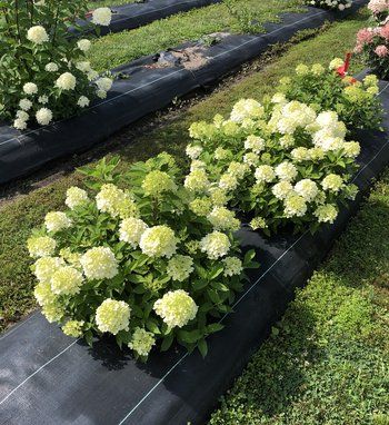 several different types of plants in black plastic tubes on the ground with green grass and white flowers