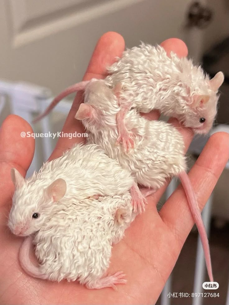 two white mice sitting on top of each other in someone's hand with their fingers