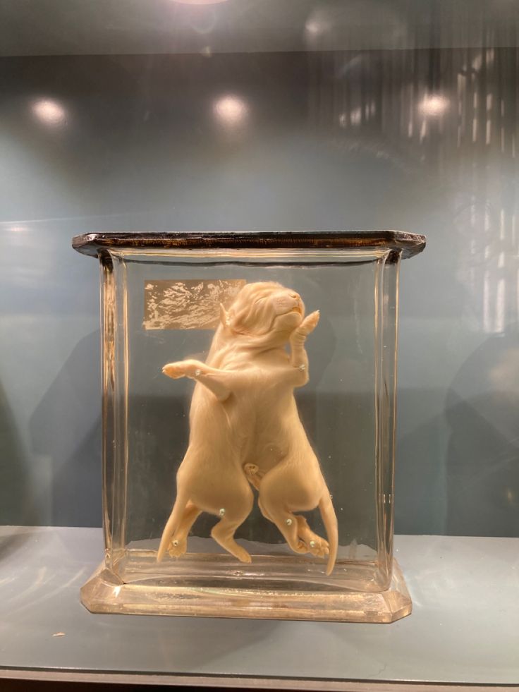 a sculpture of two dogs in a glass case