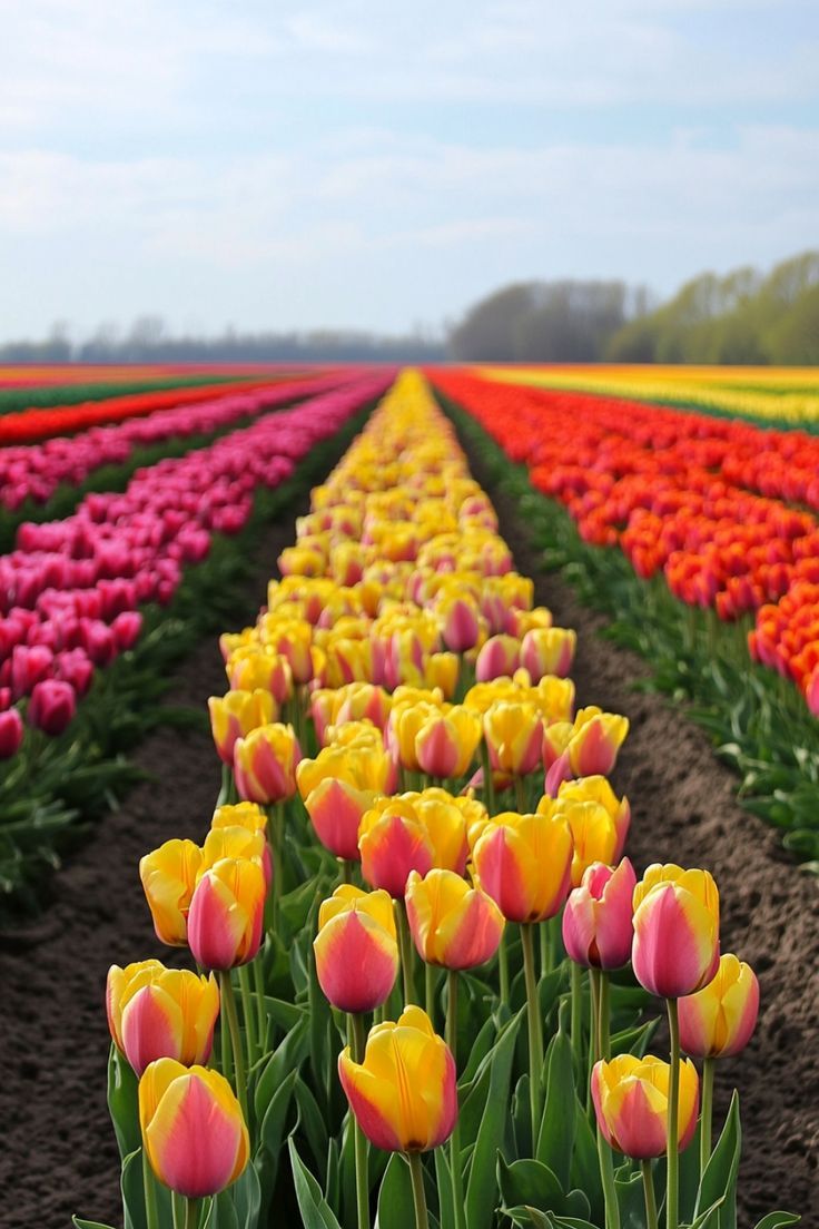 rows of tulips in the middle of a field