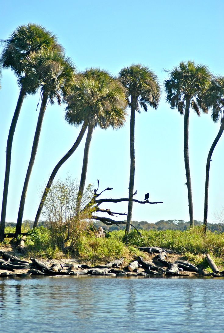 palm trees line the edge of a body of water with rocks in front of them