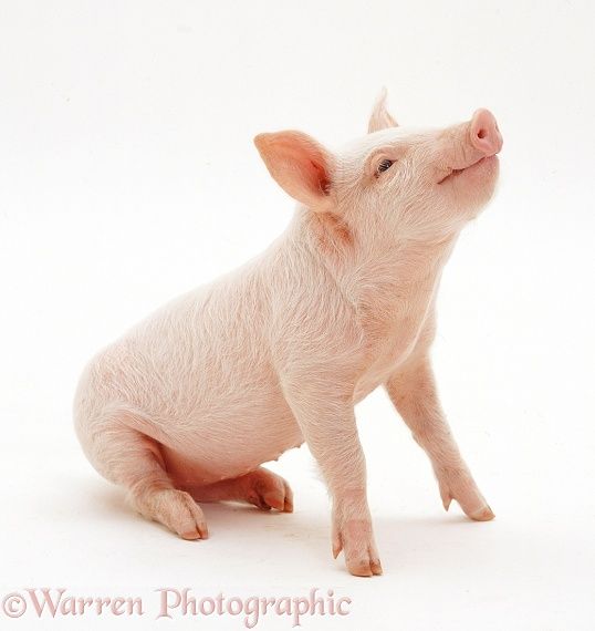 a small pig sitting on top of a white floor