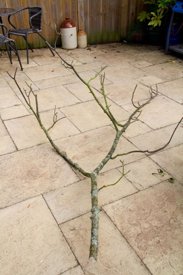 a bare tree sitting in the middle of a patio