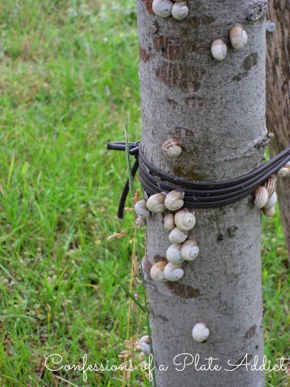 a tree with many small white balls on it's bark and some wire attached to the trunk