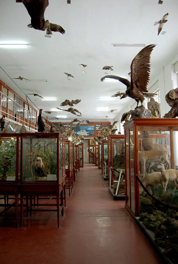 a room filled with lots of different types of animals and birds in glass cases next to each other