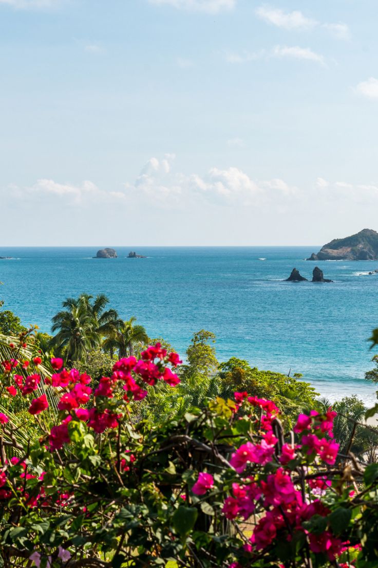 pink flowers are in the foreground, and an island in the background with blue water