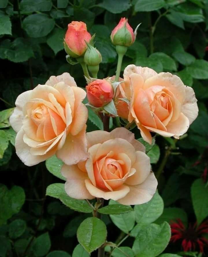 three peach colored roses with green leaves in the foreground and red flowers in the background