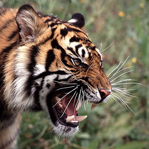 a tiger with its mouth open showing teeth