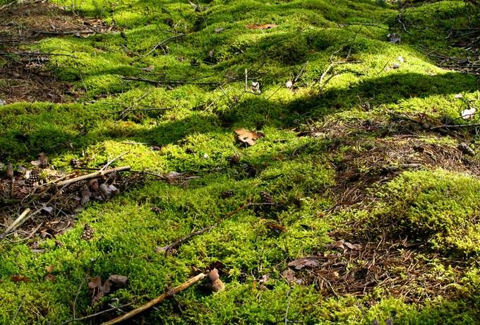 the ground is covered in green moss