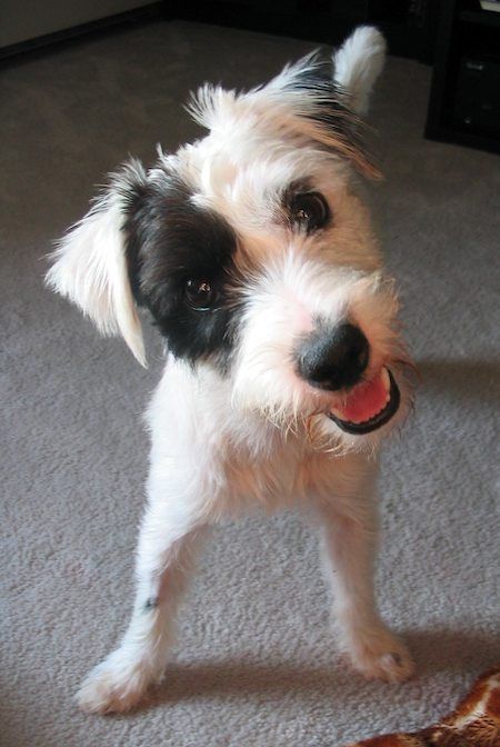 a small white dog standing on top of a carpet