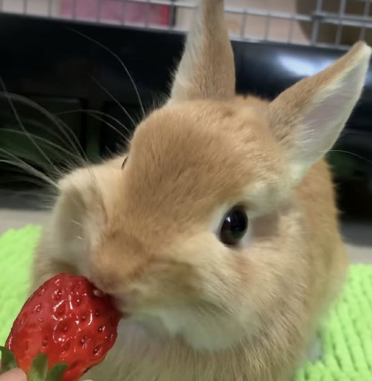 a small rabbit eating a strawberry on top of a blanket