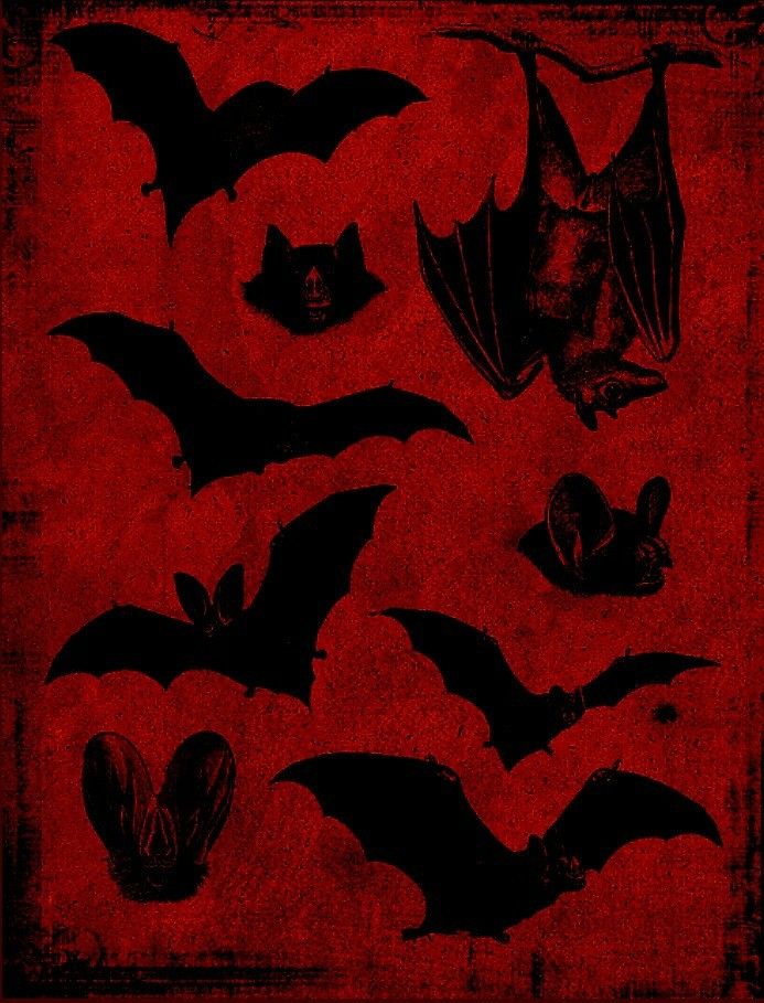 bats are shown on a red and black background