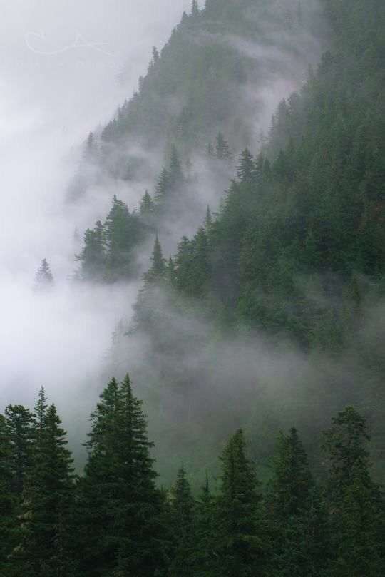 the mountains are covered in fog and trees