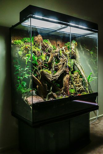 an aquarium filled with plants and rocks in a dark room next to a light on the wall