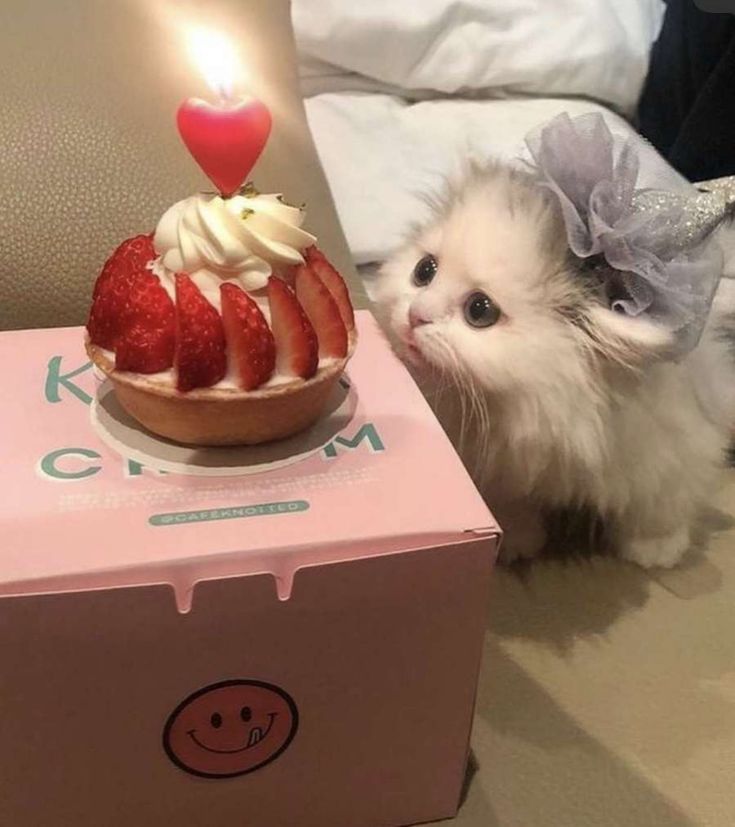 a small white kitten sitting next to a cake with strawberries on it and a lit candle