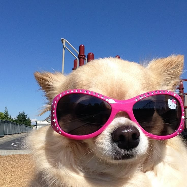 a small dog wearing pink sunglasses on top of it's head