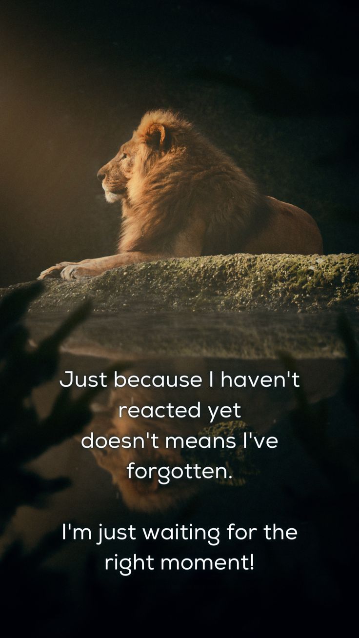 a lion sitting on top of a rock next to a quote that reads, just because i haven't reached yet doesn't means i've forgotten