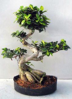 a bonsai tree with green leaves and roots