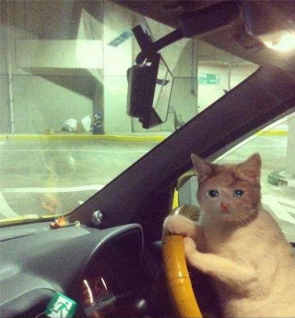 a cat sitting in the driver's seat of a car with its paw on the steering wheel