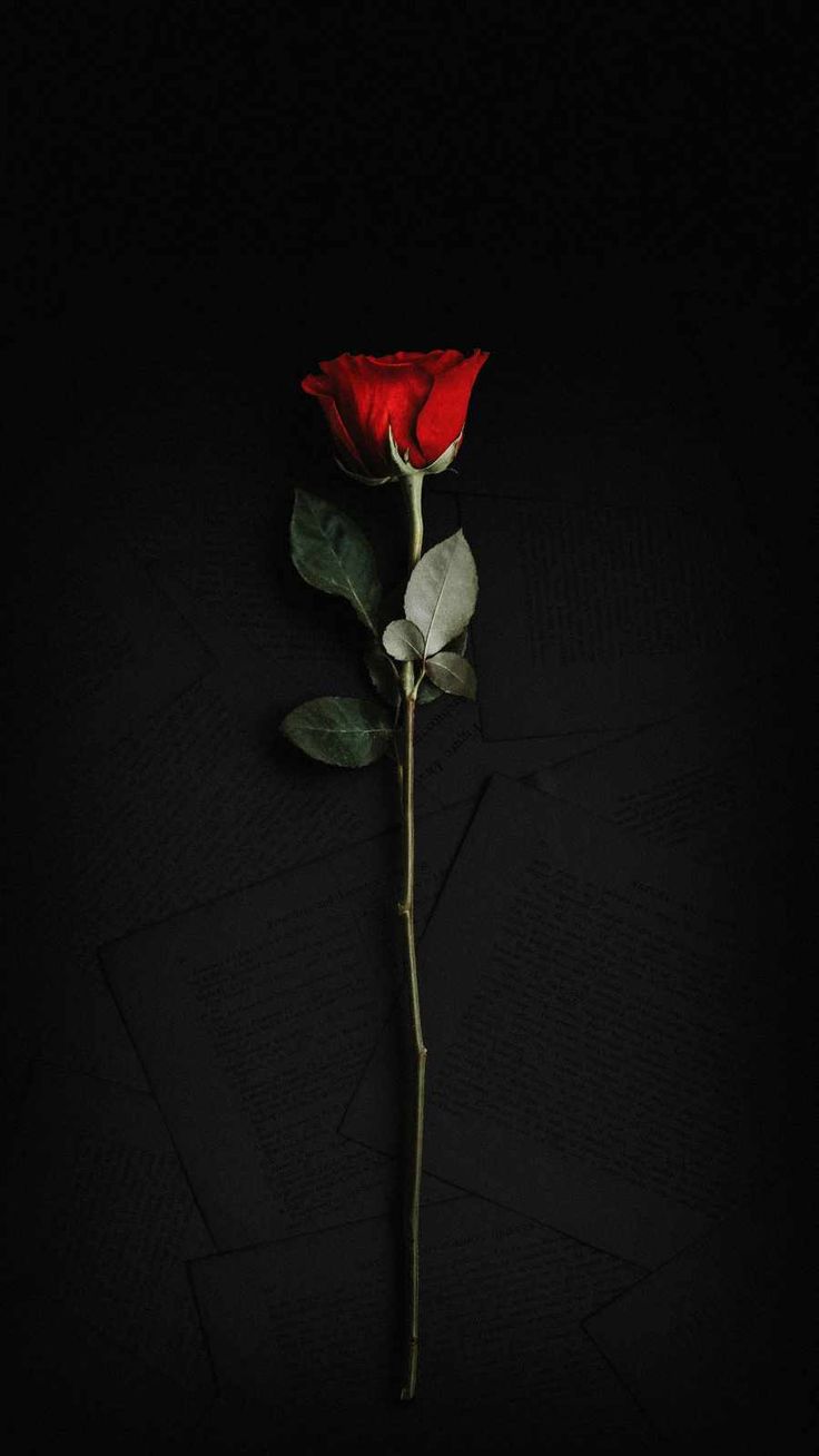 a single red rose on a black background