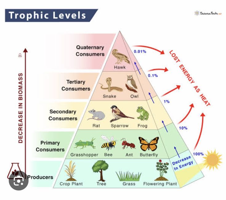 a pyramid with different types of plants and animals on it, labeled as trophic levels