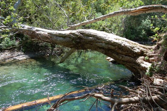 a fallen tree laying over a river filled with green water and lots of trees growing on the bank