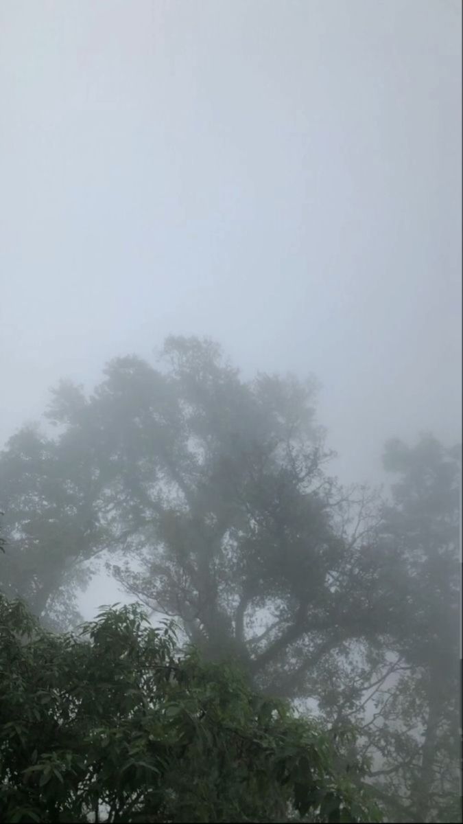 trees in the fog on a cloudy day