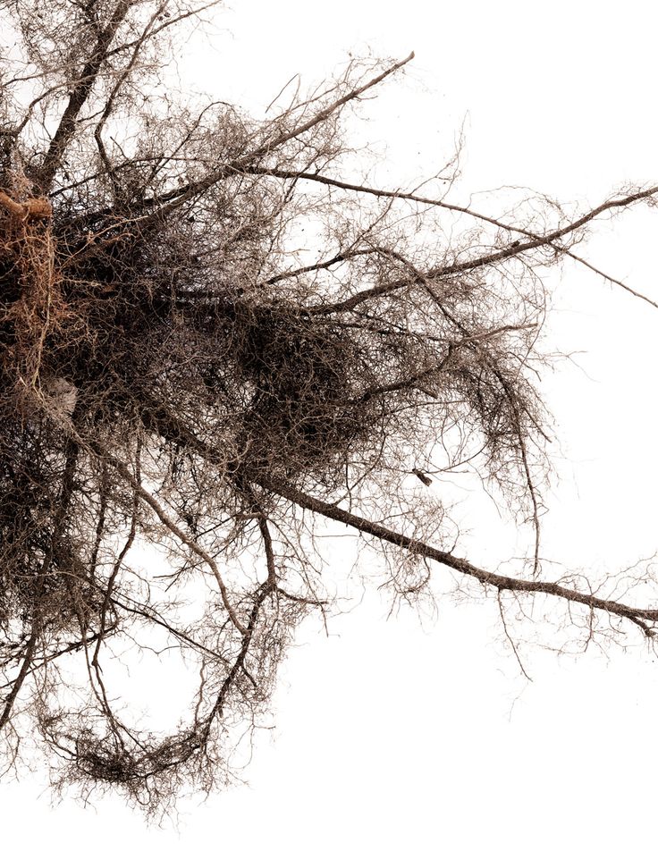 the branches of a tree are covered in brown and white lichens on a white background