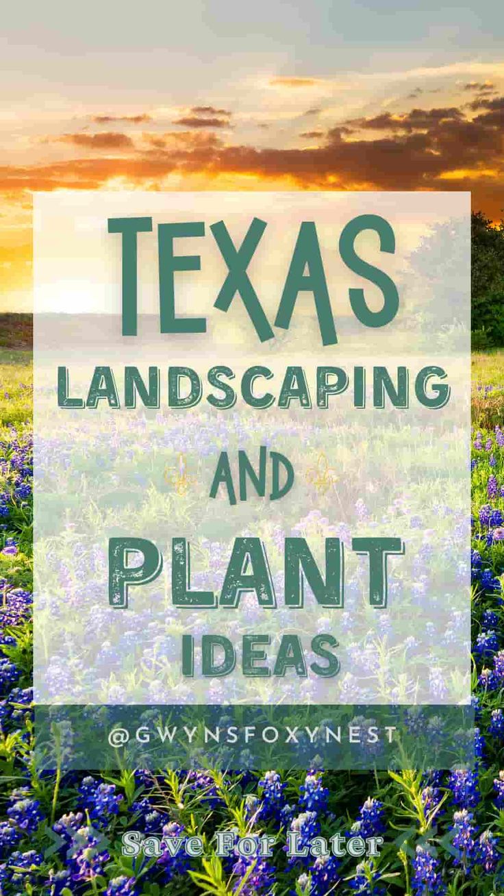 Landscaping Ideas for Texas home Central Texas Landscaping Front Yards, South Texas Landscaping Ideas, Texas Flower Beds Front Yards, Texas Garden Ideas Landscape Design, Texas Backyard Ideas, Texas Backyard Landscaping, Native Texas Landscaping, Texas Landscaping Ideas, Texas Native Plants Landscaping