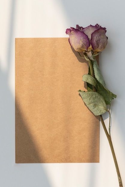 a single purple rose sitting on top of a piece of paper