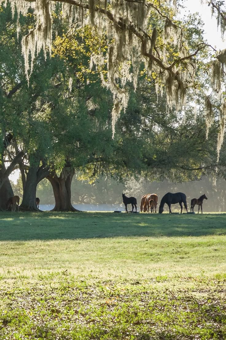 several horses are grazing under the shade of a large oak tree in a grassy field