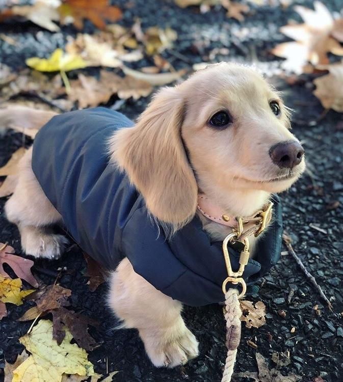 a small dog wearing a blue coat and leash sitting on the ground next to leaves