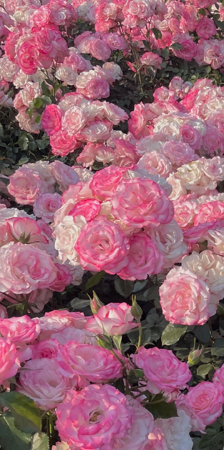 pink and white flowers are blooming in the garden