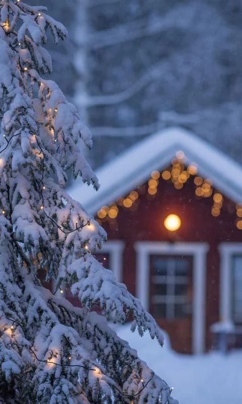 snow covered pine tree with lights in front of cabin