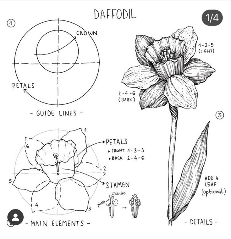 a drawing of daffodil and its parts