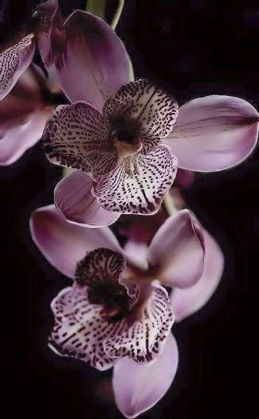 purple orchids are blooming in the dark