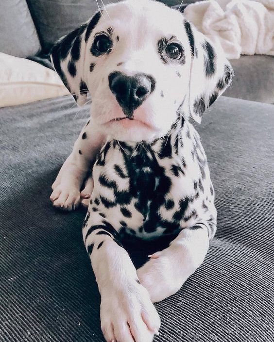 a dalmatian puppy sitting on top of a couch