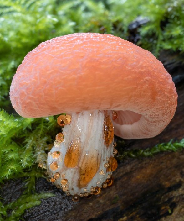 a close up of a mushroom on the ground with moss growing around it's base