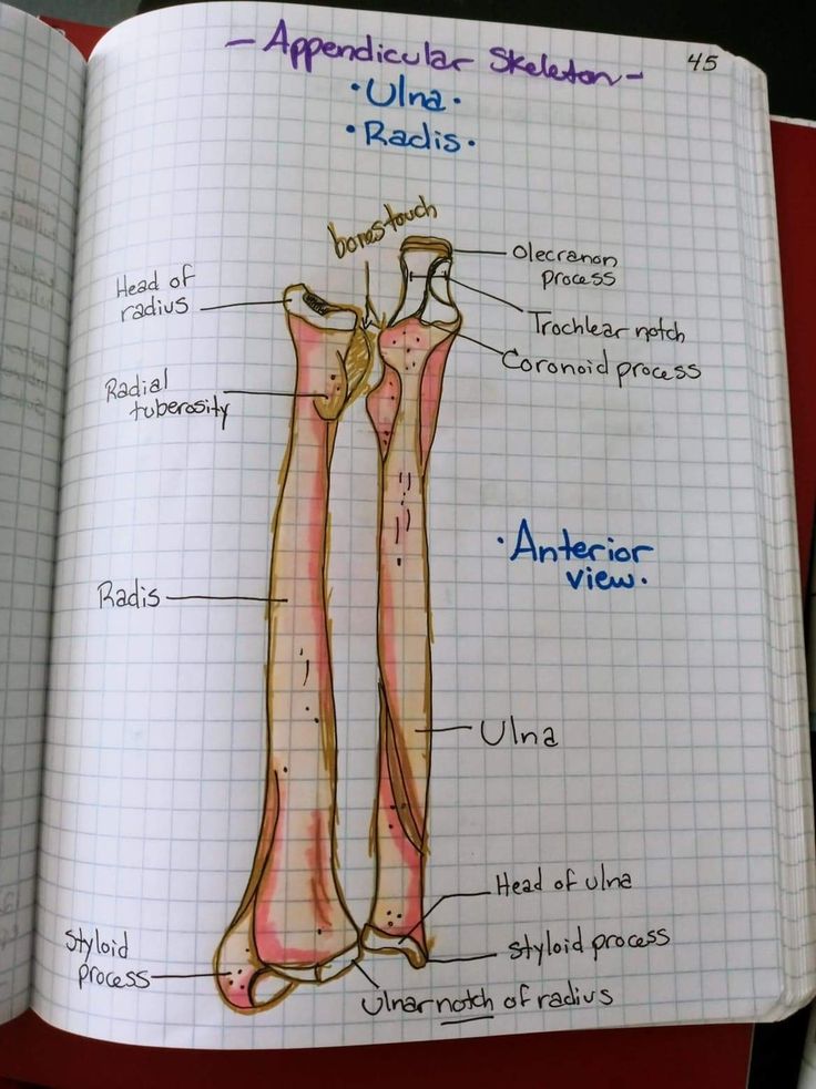 an open book showing the parts of a long bone and its major functions in human anatomy