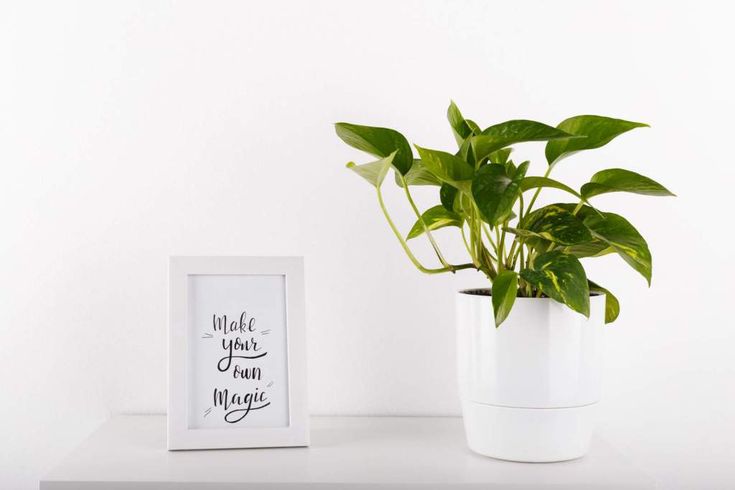 a potted plant sitting on top of a white shelf next to a framed photo