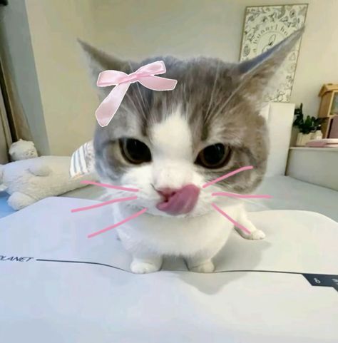 a grey and white cat with a pink bow on its head sitting on top of a bed