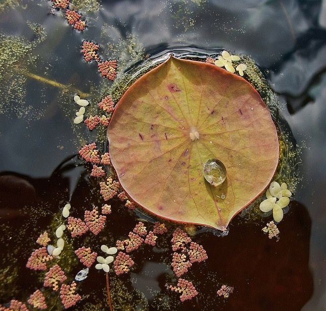 a leaf floating on top of a body of water next to small white and pink flowers