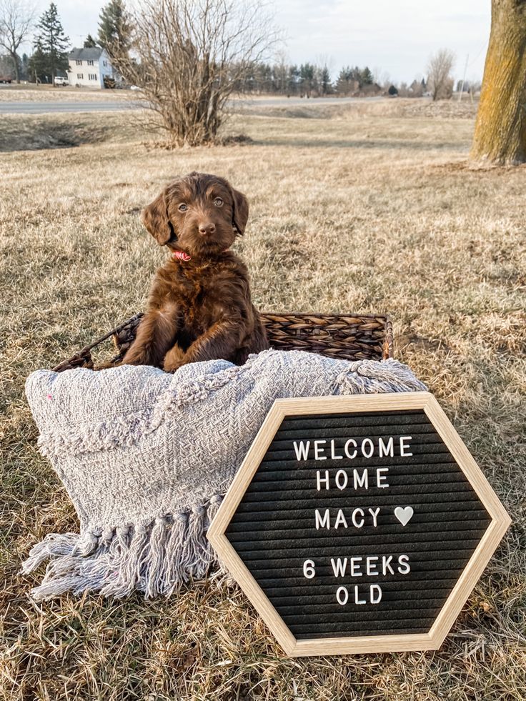 a brown dog sitting on top of a basket next to a welcome sign