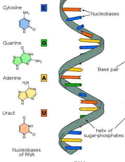 a diagram of the structure of a protein