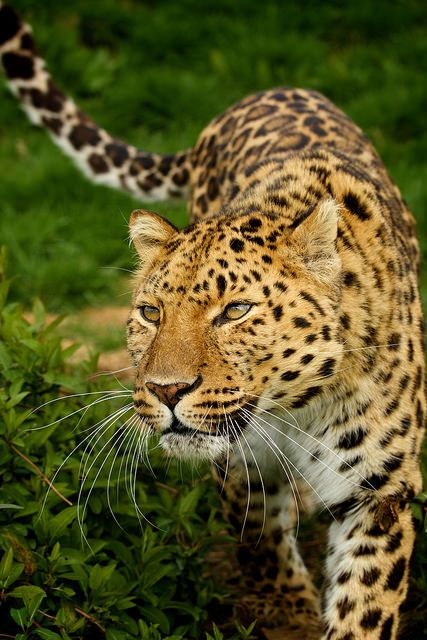 a large leopard walking across a lush green field