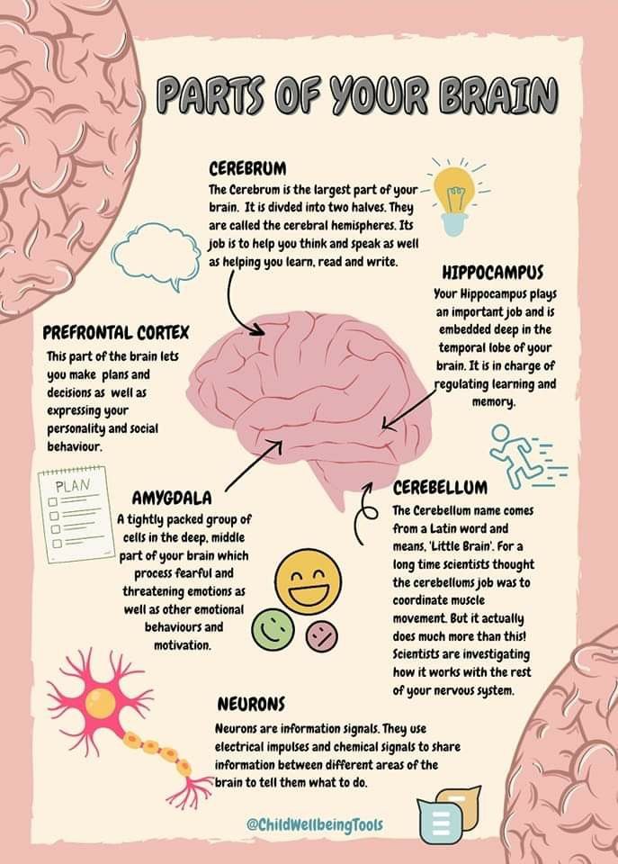 the parts of your brain and how to use it