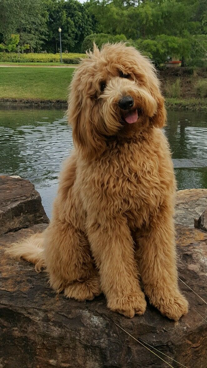 a shaggy dog sitting on top of a rock next to a body of water with trees in the background